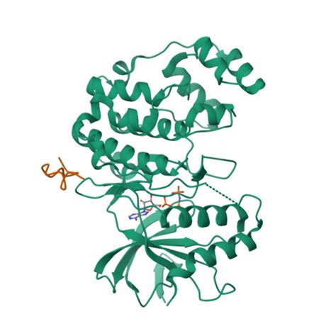 RCSB PDB 7UGB Crystal Structure Of Rat ERK2 Complexed With Docking