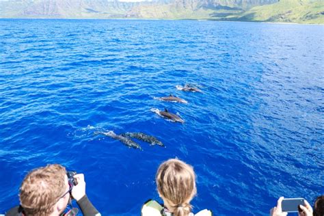 Oahu Dolphin Watching Snorkelling Activity From Honolulu