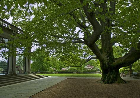 Old Westbury Gardens The West Porch Beech Tree Old Westbur Flickr