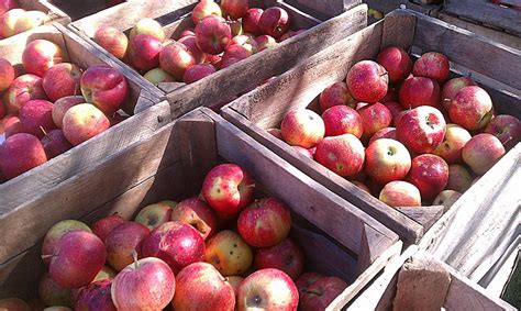 Long Grove Apple Fest Dates Shane Darlleen