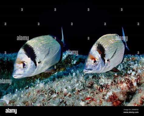 Two Banded Sea Bream Diplodus Vulgaris Stock Photo Alamy