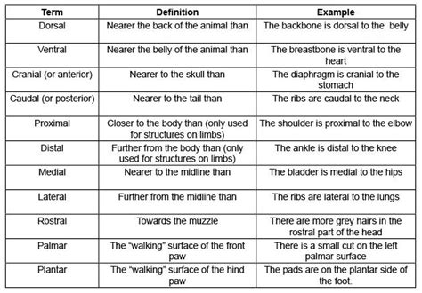 Anatomical Terminology Worksheets