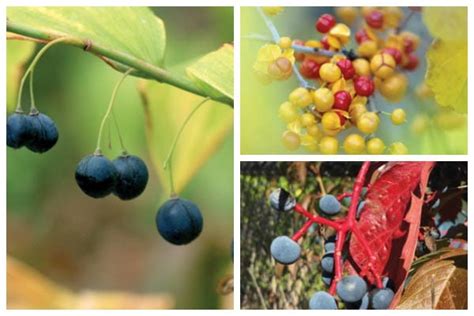 7 Popular Plants with Poisonous Berries | Empress of Dirt