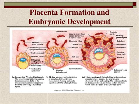 Placenta Development Stages