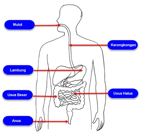 Detail Gambar Sistem Pencernaan Manusia Dan Fungsinya Koleksi Nomer 31