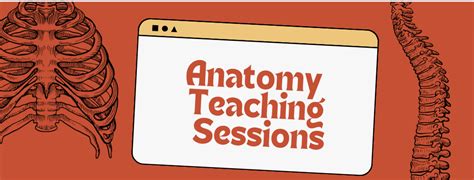 Anatomy Teaching Sessions Recap Of Nervous System Anatomy And