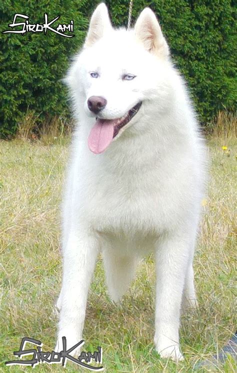 Husky Siberiano Blanco: Tipos, Características Precio 2024【Sirokami】