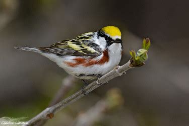 Chestnut-sided Warbler - Photos, facts, and identification tips