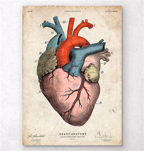 Anatomical heart art print - Colored - Codex Anatomicus