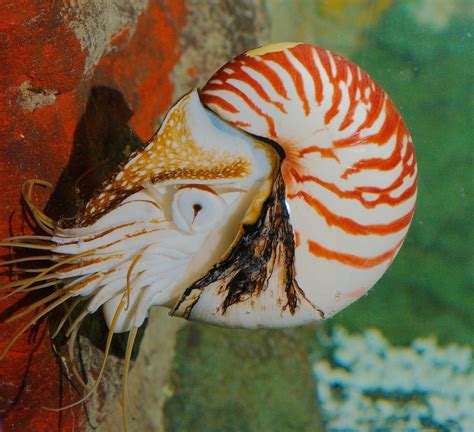 Sea Wonder: Chambered Nautilus | National Marine Sanctuary Foundation