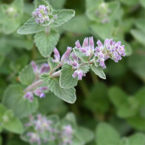 Medicinal Herbs For Tea: Tips For Growing Your Own Amazing Garden - The Outdoor Apotheca