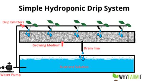 Hydroponic Cucumbers 101 Your Complete Growing Guide