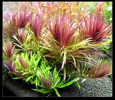 3 STEMS Limnophila Hippuridoides Rare Submerged Live Freshwater