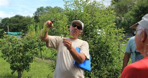 Taille En Vert Des Fruitiers Soci T Horticole De Sens