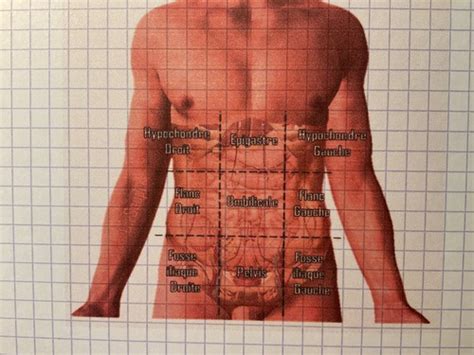 Labdomen Cartes Quizlet