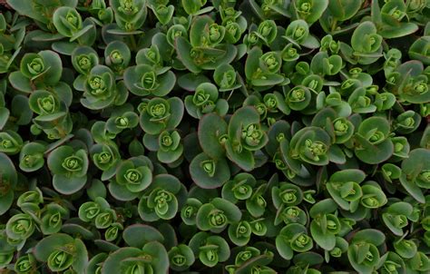 Sedum Lime Zinger Ann Chapman Flickr