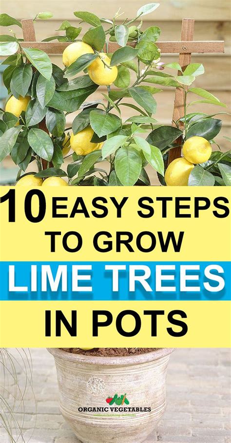 How To Grow Lime Trees In Pots Potted Trees Vegetable Farming