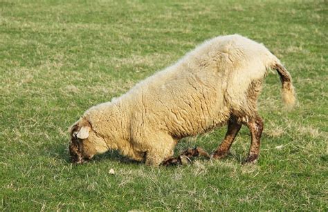 Footrot In Sheep Causes Symptoms Prevention And Treatment