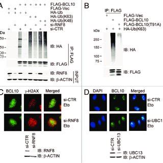 Bcl Promotes Rnf Rnf Mediated Ubiquitination In Response To Dna