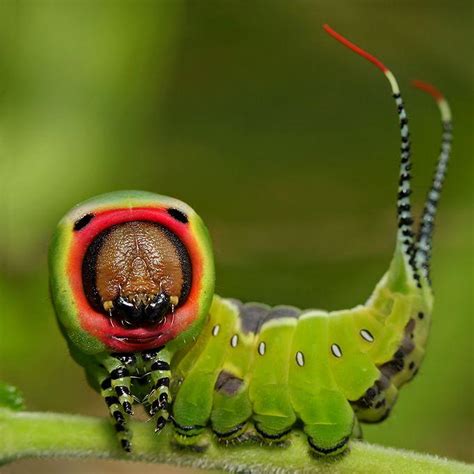 Amazing close up photos of insects