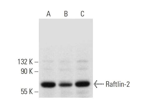 Raftlin 2抗体f 7 Scbt Santa Cruz Biotechnology