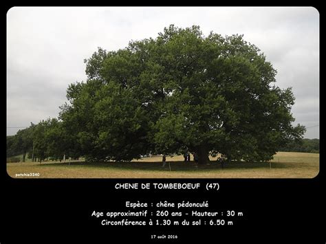 Mes Photos Flore Tombeboeuf Page 4 Chene En Ete