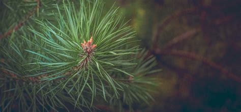 Pine Tree Needles: How to Collect & Use Them - Utopia