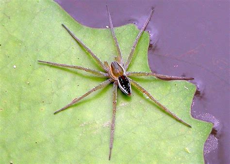 A Large Spider Sitting On Top Of A Green Leaf