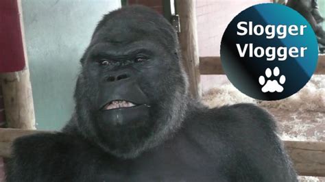 Silverback Gorilla Breaks Up Fight Between His Troop | Silverback ...