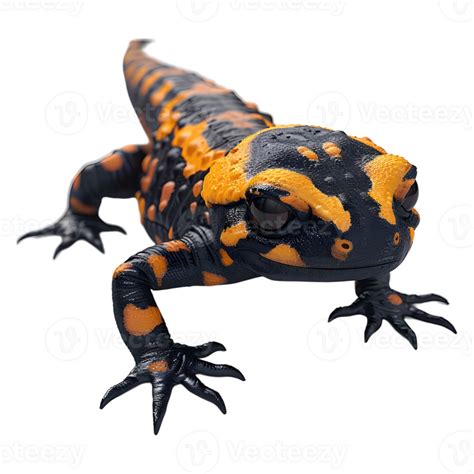 3D Rendering of a Woodland salamander on Transparent Background ...