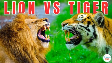 Lion Vs Tiger Fight