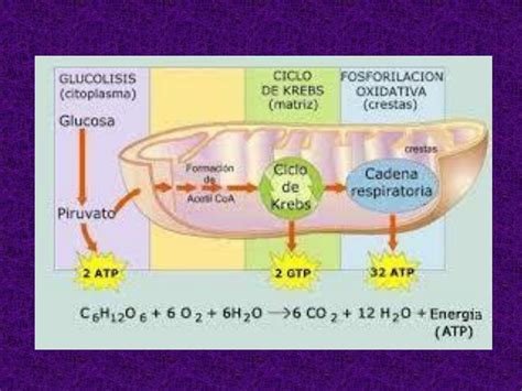 Resumen Cadena Respiratoria Bioquimica Biologia Molecular Medicina