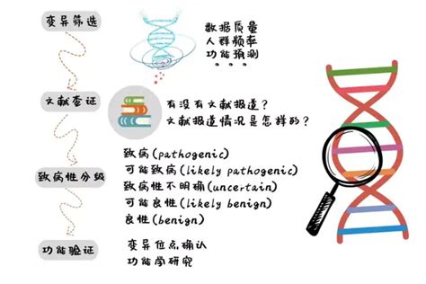 遗传解读连载 第1期 基因检测与解读的流程是怎样的 知乎