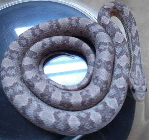 Lavender Corn Snake Traits Morphpedia