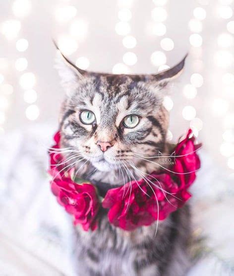 This Woman Takes The Most Breathtaking Photos Of Her Cats Wearing Floral Crowns Like True Queens