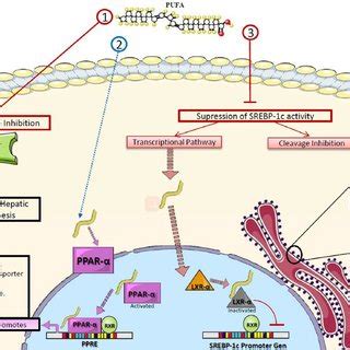 Role Of Polyunsaturated Fatty Acids In Proinflammatory Cytokine