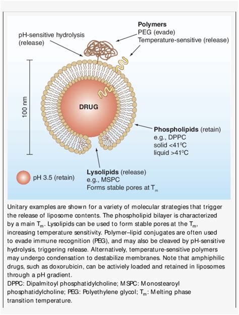 Liposome Structure