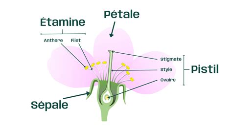 Qu Est Ce Que La Pollinisation Polliflora