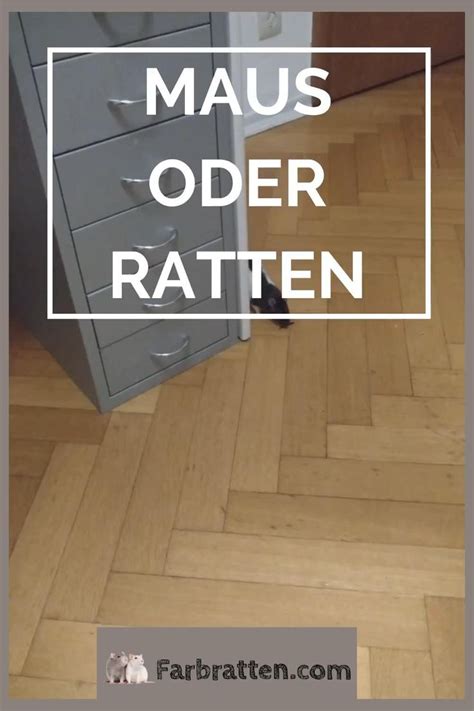 Maus Oder Ratten Video Farbratten Ratte Ratten