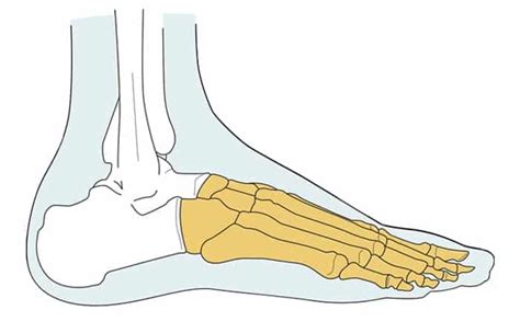 Prothèse partielle de pied Ottobock Orthopédie Services