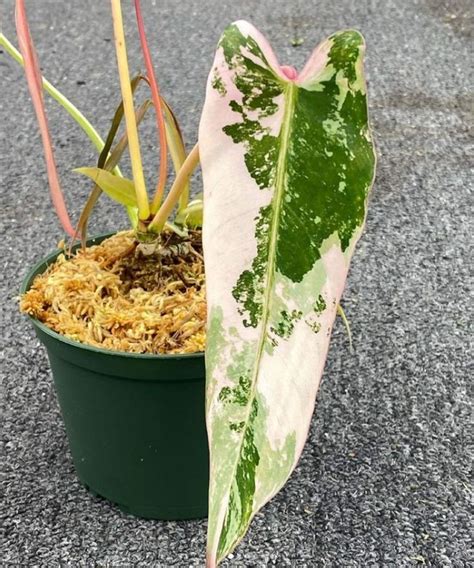 Rare Philodendron Spiritus Sancti Variegated Plant Rooted Starter Nodes