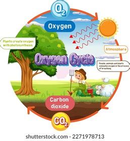 Oxygen Cycle Diagram Science Education Illustration Stock Vector (Royalty Free) 2280588757 ...