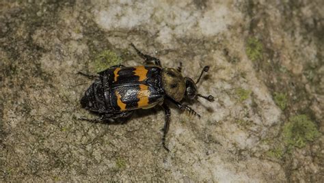 Maryland Biodiversity Project Tomentose Burying Beetle Nicrophorus