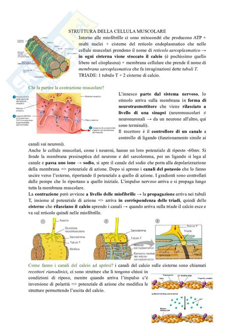 Tessuto Muscolare E Contrazione