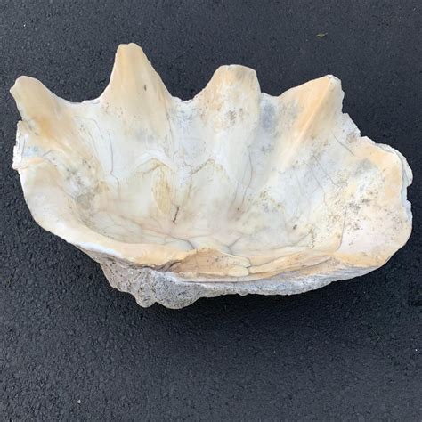 Giant South Pacific Tridacna Gigas Clam Shell With High Elbows At 1stdibs