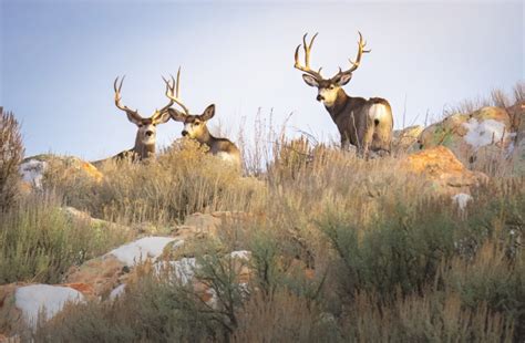 Want a Truly Big Mule Deer? » Got Hunts