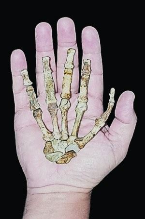 Hominid fossils may shake up the human family tree - SentinelSource.com ...