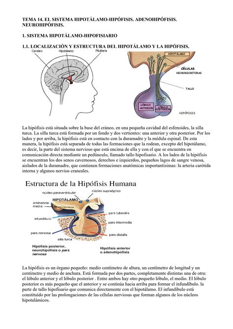 SOLUTION Tema El Sistema Hipotalamo Hipofisis Adenohipofisis