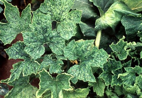 Virus Diseases Of Cucurbits Cornell Vegetables