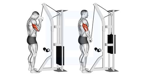 Cable One Arm Tricep Pushdown - Guide, Benefits, and Form